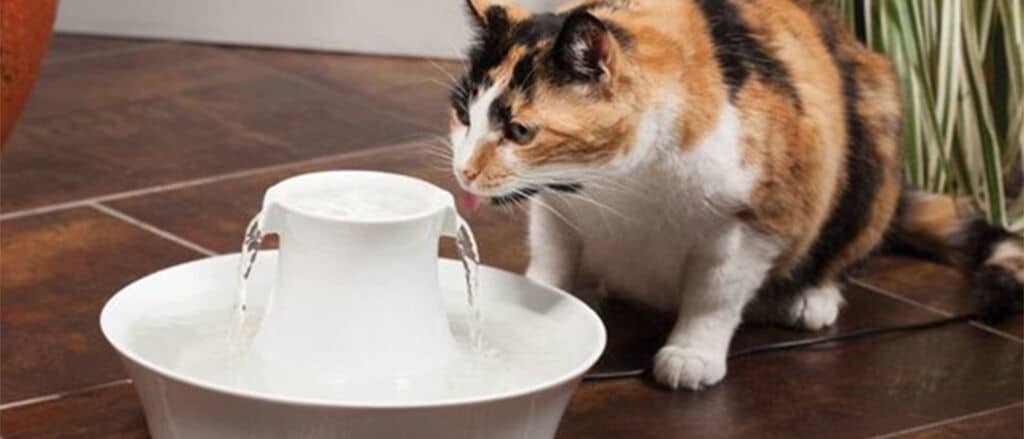 beste drinkfonteinen voor katten