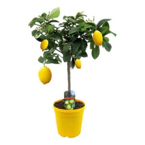 Plant In A Box Citrus